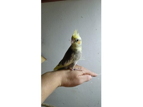 Ücretsiz Sahiplendirme Sultan Papağanımız