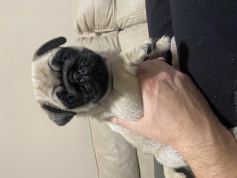 Erkek Pug Mops