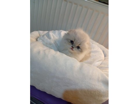 Longhair Ve Shorthair Tabby Yavru Kedilerimiz