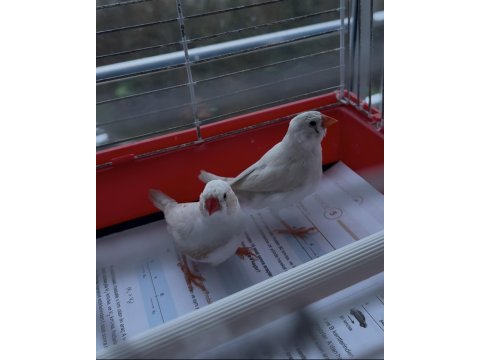 Hint Bülbülü Ankara Damızlık Takımlar