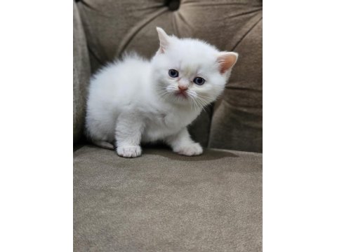 Alıştırmalık Beyaz British Shorthair