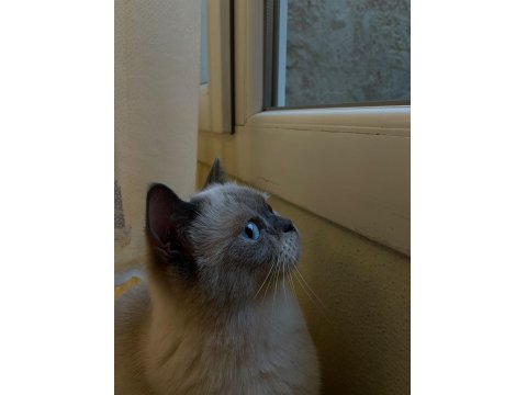 Ücretsiz Sahiplendireceğim Çok Uslu Ve Sakin Bir Kedidir