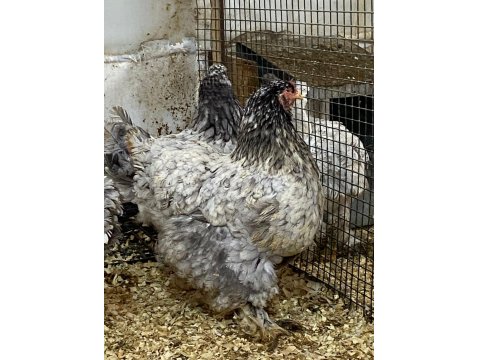 Blue Modled Brahma Kuluçkalık Yumurta