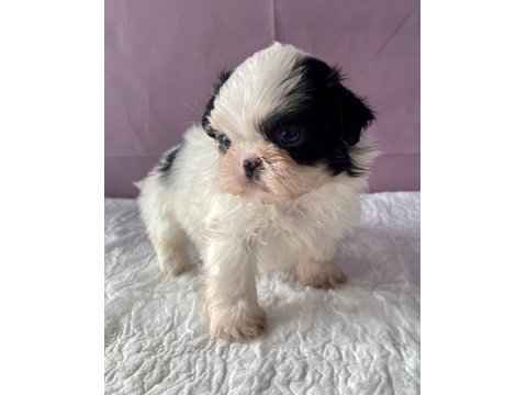 Teacup Mavi Göz Shih-Tzu Kızım
