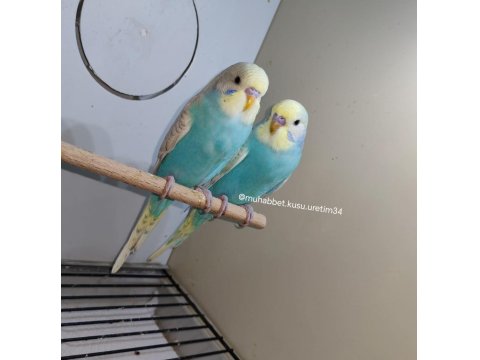 Kuş Malzemeleri Dahil Muhabbet Kuşu
