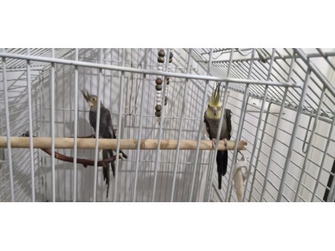 Sultan Papağanı Takım