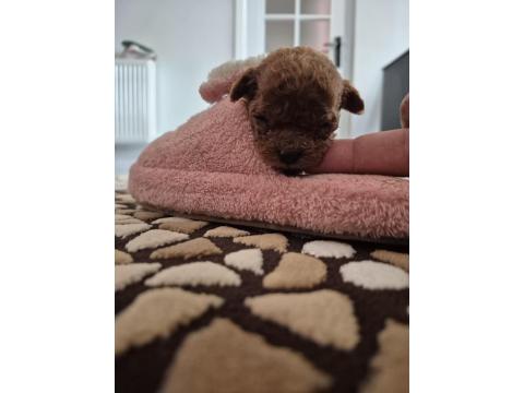 Anne Altından Safkan Poodle Bebekler