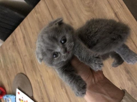 Ayı Surat Scottish Fold Kızlarım