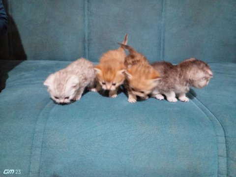 Scottish Straight Yavrusu