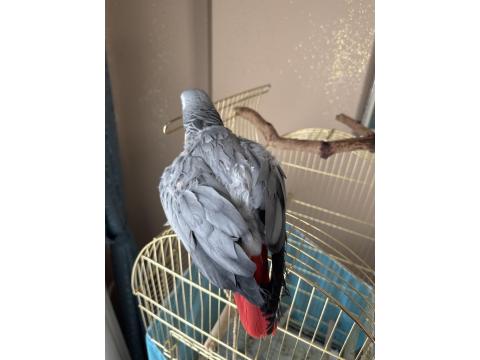 Erkek 3,5 Yaşında Jako Papağanı