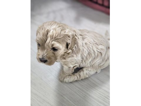 Rezerveye Açık Maltipoo Yavrularımız