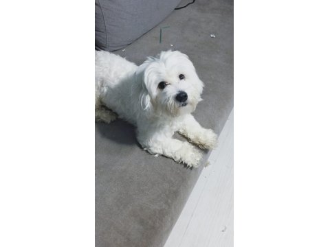 Ücretsiz 1.5 Yaşında Erkek Maltese