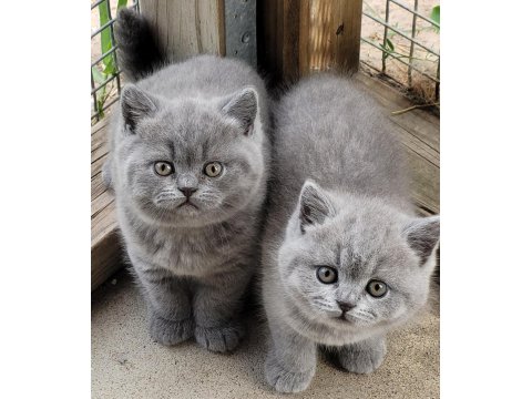 Irk Ve Sağlık Garantili Ayı Surat British Shorthair Bebekler