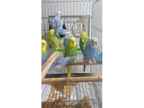 6 Adet Yavru Muhabbet Kuşu 3 Mavi 3 Yeşil