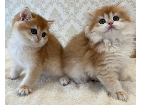 Ny12 Soylu Golden British Yavrular - Muhteşem Tip Ve Karakterli