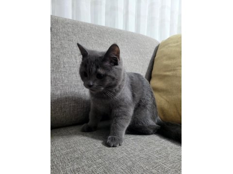 Acil Uygun Fiyat Satılık British Shorthair