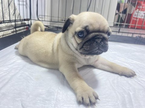 Pug Mops Yavrular