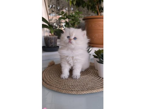 British Longhair Golden Point Safkan Yavru