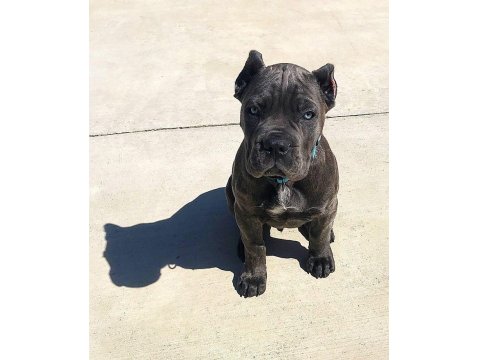 Estetikli Siyah Cane Corso