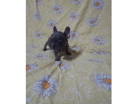 Egzotik French Bulldog Köpeğimiz