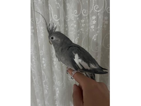 Evcil Ele Omuza Gelir Dişi Gri Sultan Papağanı