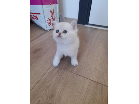 Özel Scottish Fold Yavrular