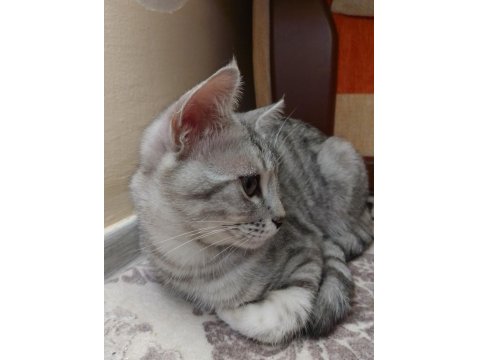 5 Aylık British Shorthair