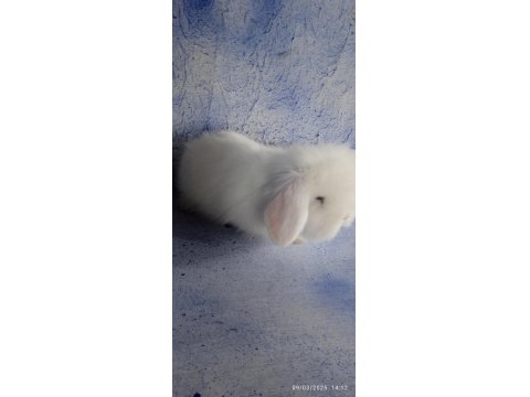 Teddy Lop Tavşanı Bebekler 35 Günlük