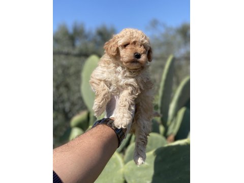 Sağlık Ve Irk Garantili Poodle Yavrularımız