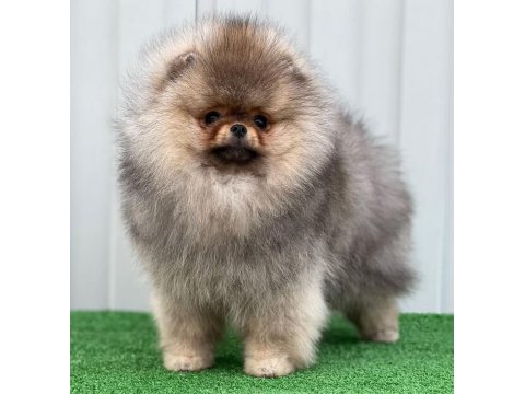 Irk Garantili Pomeranian Boo Sevimli Yavrular