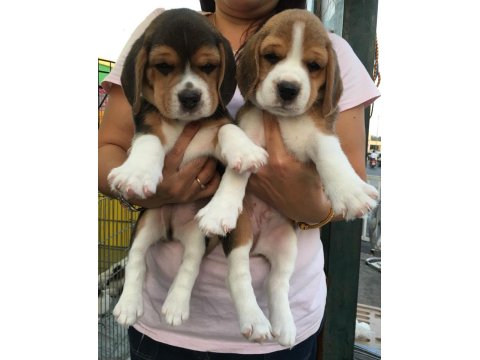 Irk Garantili Beagle Yavruları