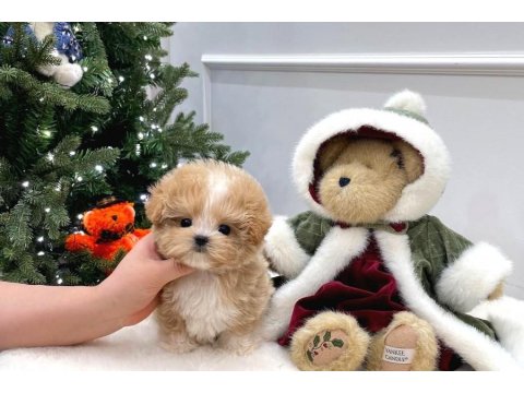 Toy Poodle Köpeği 2 Aylık
