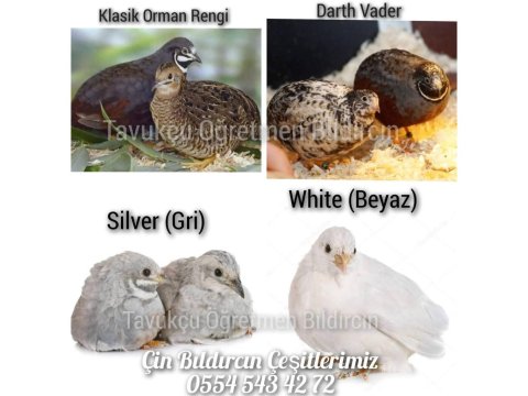 Kuluçkalık Bıldırcın Yumurtaları (7 Çeşit)