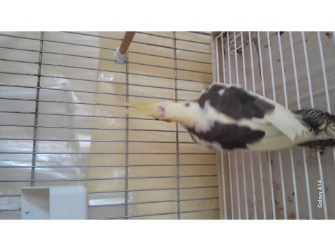 Yavru Sultan Papağanı