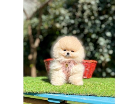 Safkan Pomeranian Boo Köpeklerimiz