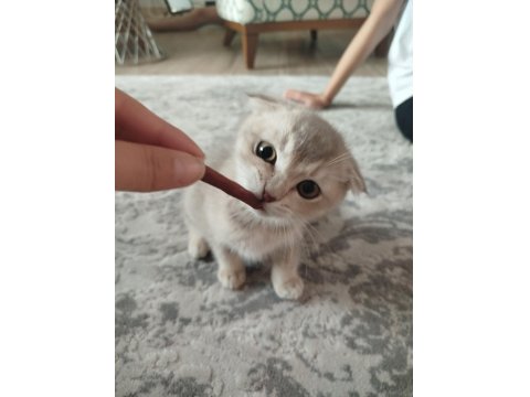 Kedimiz Cookie Yeni Yuvasını Arıyor