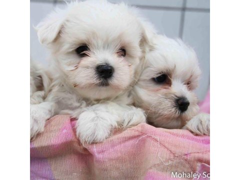 Dünya Tatlısı Terrier Yavruları
