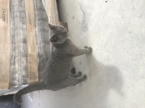 Tam Soy Kedimiz Duman