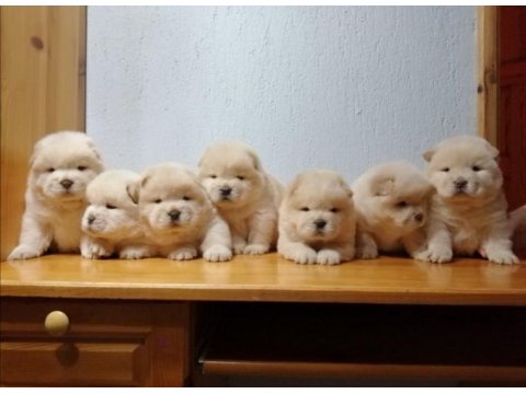 Chow Chow Yavruları İçin Ulaşın