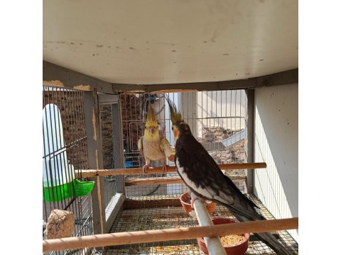 1 Erkek Yavru Sultan Papağanı