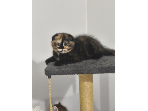Scottish Fold Tortie