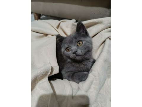 3 Aylık Yavru British Shorthair