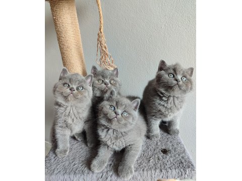 Ayı Surat Safkan British Shorthair Yavrularımız