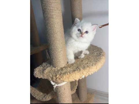 British Shorthair Point Şampiyon Bebekler