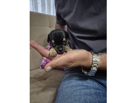 Chihuahua 1 Aylık Yavrularımız