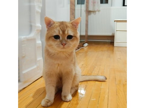 Sarı Scottish Oğlum