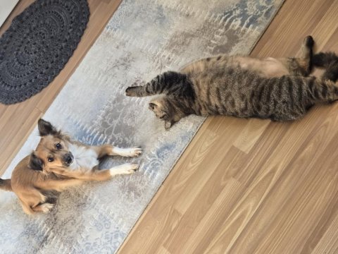 Oyuncu Ve Sevecen Köpeğimiz