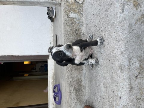 Pointer Av Köpeği Yavruları