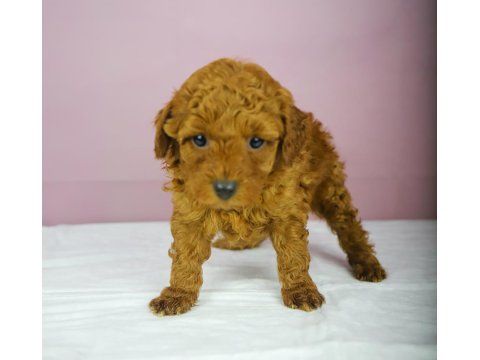 Mükemmel Güzellikte Poodle Bebeğim