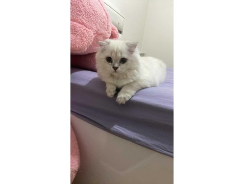 British Ahiretliklerim